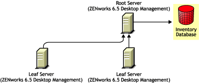 ZENworks 6.5 Desktop Management Leaf Servers roll up to ZENworks 6.5 Desktop Management Root Server.